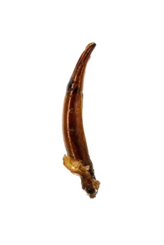 Dryops luridus